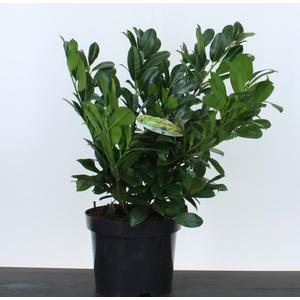 Közönséges babérmeggy   PRUNUS LAUROCERASUS TITAN 30/45 K5
