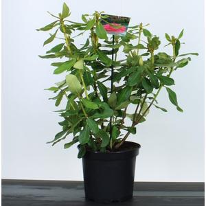 Havasszépe    RHODODENDRON NOVA ZEMBLA 30/40 K5