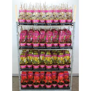 Azálea    AZALEA KNAPHILL 25/30 K2