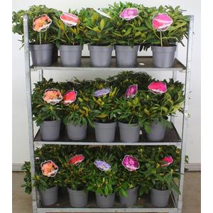 Havasszépe    RHODODENDRON SZÍNVÁLTOZATOK 30/40 K5