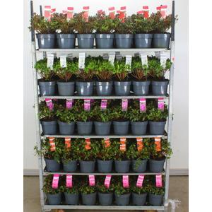 Japán azálea   AZALEA JAPONICA 20/30 K3
