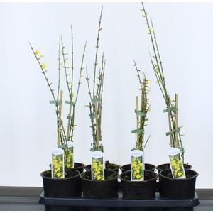 Téli jázmin   JASMINUM NUDIFLORUM 25/30 CS14