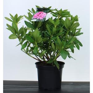 Havasszépe   RHODODENDRON COSMOPOLITAN 30/40 K5