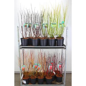 Som fajták   CORNUS FAJTÁK 60/80 K6,5