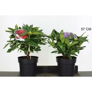 Havasszépe    RHODODENDRON MIX EXTRA 40/45 K5