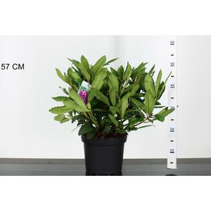 Havasszépe   RHODODENDRON MARCEL MENARD 30/40 K5