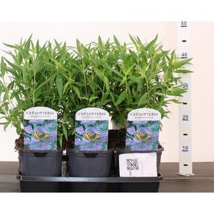 Angol kékszakáll CARYOPTERIS CLANDONENSIS HEAVENLY BLUE 30/40 K2