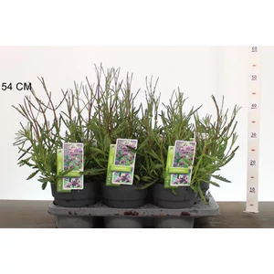 Ernyős verbéna, vasfű VERBENA BONARIENSIS K2