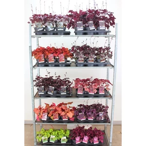 Tűzeső HEUCHERA FAJTÁK K1,5