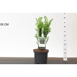 Oszlopos tiszafa TAXUS MEDIA HILLII 25/30 K2,5