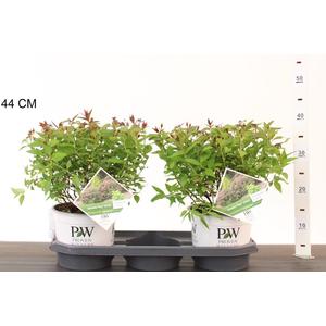 Japán gyöngyvessző  SPIRAEA JAPONICA DOUBLE PLAY ARTIST 20/25 K3