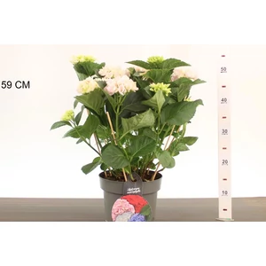 Kerti hortenzia   HYDRANGEA MACROPHYLLA ROSALIA K4