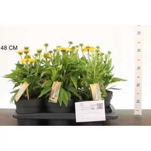 Bíbor kasvirág ECHINACEA PURPUREA MOOODZ SATISFY 40CM CS17