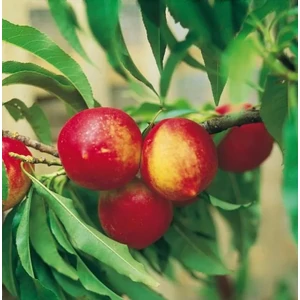 Rubis törpe nektarinfa PRUNUS NUCIPERSICA RUBIS TÖRPE GYÜMÖLCSFA K35