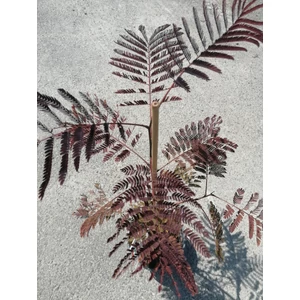 Csokoládé selyemakác   ALBIZIA JULIBRISSIN SUMMER CHOCOLATE 150/200+ K7,5