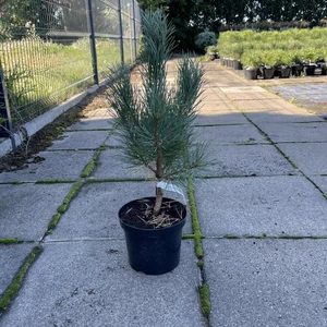 Törpe erdeifenyő PINUS SYLVESTRIS WATERERI K3
