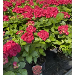 Kerti hortenzia   HYDRANGEA MACROPHYLLA SPEEDY RED K2