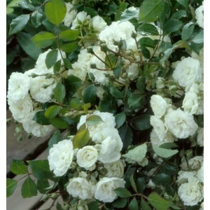 Talajtakaró rózsa ROSA MINIATURE WHITE K3