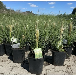 Törpe pampafű CORTADERIA SELLOANA TINY PAMPA K7