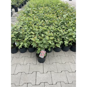 Kánya bangita VIBURNUM OPULUS COMPACTUM K2