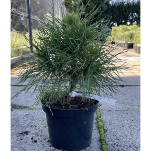 Tűpamacsos törpefenyőPINUS MUGO VARELLA K3