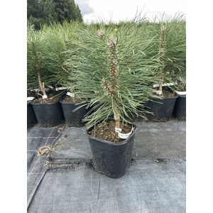 FeketefenyőPINUS NIGRA CAPRICA K3
