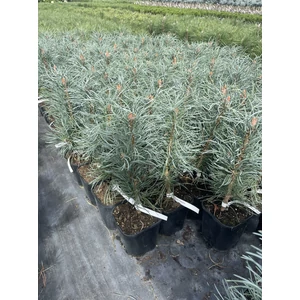Oszlopos erdeifenyő PINUS SYLVESTRIS FASTIGIATA K3