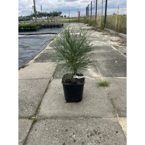 Feketefenyő PINUS NIGRA SPIELBERG K3