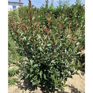 Örökzöld korallberkenye  PHOTINIA FRASERI ROBUSTA COMPACTA 80/100*