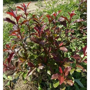 Örökzöld korallberkenye  PHOTINIA FRASERI CAROLINA 20/40*