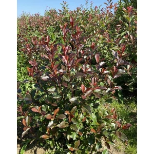 Örökzöld korallberkenye PHOTINIA FRASERI CAROLINA 40/60*