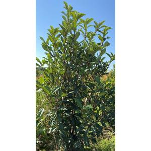 Redős levelű örökzöld korallberkenye PHOTINIA SERRATIFOLIA CRUNCHY 175/200*