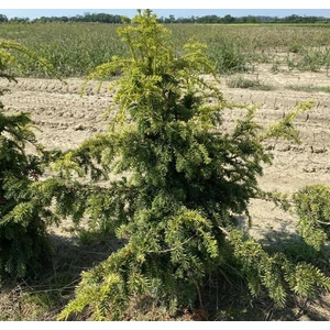 Aranylombú csüngő ágú tiszafa  TAXUS BACCATA DOVASTONII AUREA 80/100*