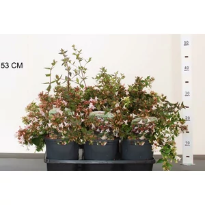Nagyvirágú tárnicslonc    ABELIA GRANDIFLORA 25/30 K2