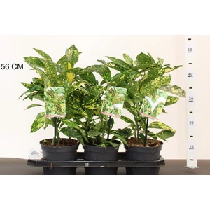 Márványos babérsom AUCUBA JAPONICA CROTONIFOLIA 30/35 K2