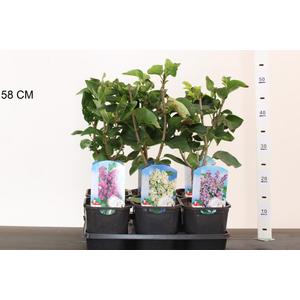 Közönséges orgona SYRINGA VULGARIS 30/40 K2
