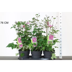 Szellőrózsa ANEMONE HUPEHENSIS PRINZ HEINRICH K2
