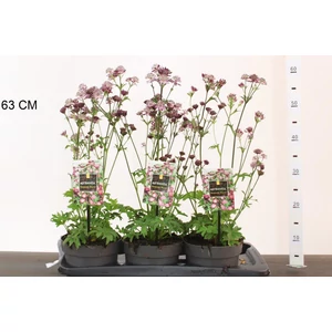 Völgycsillag ASTRANTIA BURGUNDI MANOR 25/30 K2