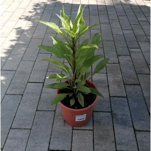 Bíbor kasvirág ECHINACEA FAJTÁK CS15
