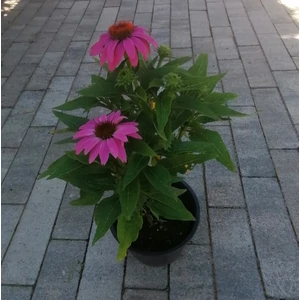 Bíbor kasvirág ECHINACEA FAJTÁK CS15