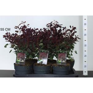 Bíbor cserszömörce COTINUS COGGYGRIA DUSKY MAIDEN 20/40 K2