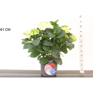 Kerti hortenzia  HYDRANGEA MACROPHYLLA CAIPIRANNA K4