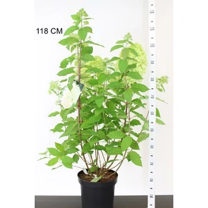 Bugás hortenzia   HYDRANGEA PANICULATA LIMELIGHT K12