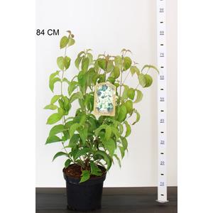 CsillagsomCORNUS KOUSA CHINENSIS 50/60 K4