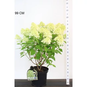 Bugás hortenziaHYDRANGEA PANICULATA SKYFALL K10