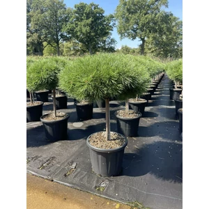 Japán erdeifenyő PINUS DENSIFLORA ALICE VERKADE T40 50/+ K20
