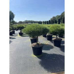 Japán erdeifenyő PINUS DENSIFLORA ALICE VERKADE T40 80/+ K80