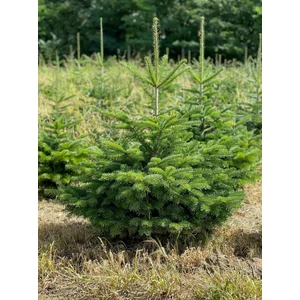 Kaukázusi jegenyefenyő   ABIES NORDMANNIANA 100/125 FL