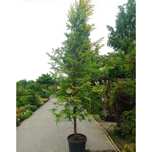 Kínai mamutfenyő   METASEQUOIA GLYPTOSTROBOIDES AMBER GLOW 200/225 EXTRA K55