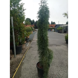 Óriás (hegyi) mamutfenyő SEQUOIADENDRON GIGANTEUM PENDULUM 150/175 EXTRA K45